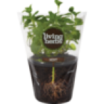 Herbs Mint