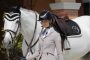 Online Equestrian Supplies Business