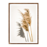 Pampas Grass Iv Art Print - A3