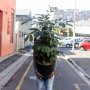 Natal Mahogany - Large - In 30CM Nursery Pot