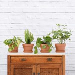 Plant Parent Pack - In Terracotta Pot Set