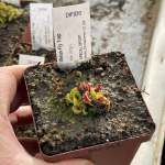 Venus Fly Trap 'kim Jong-il.' Special Import. - Dormant Plant. 7.5CM Plastic Container.