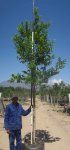 Combretum Erythrophyllum 100LT