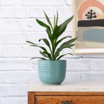 Cordyline Glauca - In Teal Poodle Planter