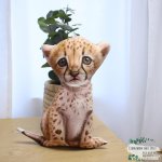 Shaped Pillow Cheetah Safari