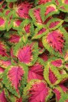 Coleus Premium Watermelon Seed - 10 Pelleted Seed
