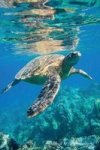 Green Sea Turtle Workbook Of Affirmations Green Sea Turtle Workbook Of Affirmations - Bullet Journal Food Diary Recipe Notebook