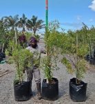 Dodonaea Angustifolia 60LT