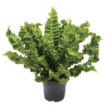 Fern Birds Nest Crispy Wave Seedlings - 3 Plug Plants