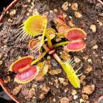 Venus Fly Trap 'rabbit Teeth' Special Import. - 3 Years Or Older. 12CM Plastic Container.