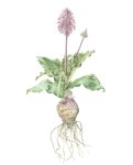Veltheimia Bracteata Art Print - A3