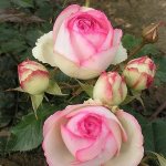 Eden Rose Climbing Rose 5LT