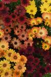 Osteospermum Akila Sunset Shades Seed - 100 Raw Seed