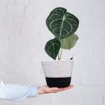 Anthurium Clarinervium - In Black & White Block Cotton Cord Planter