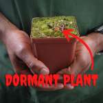 Venus Fly Trap 'kermit' - 2 Year Old Plant. 7.5CM Plastic Container.