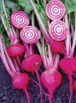Beetroot Chioggia Guardsmark Seed - 50 Raw Seed