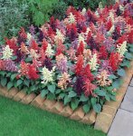Salvia Vista Mix Seed - 5000 Raw Seed