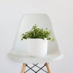 Round Leaf Peperomia - In Matt White Cermaic Planter
