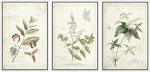 WALL26 Framed Canvas Print Wall Art Set Brown & White Victorian Style Flowers Nature Floral Illustrations Realism Rustic Scenic