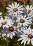 African Daisy Glistening White Seed - 100 G Raw Seed