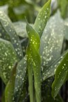 Aspidistra Elatior Spotted 10LT