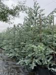 Eucalyptus Cinerea Penny Gum Tree 50LT