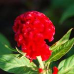 Celosia Chief Fire - 50 Raw Seed