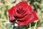 Black Magic Hybrid Tea Rose 5LT