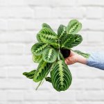 Prayer Plant - Lemon Lime - 12CM Nursery Pot