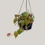 Philodendron - Micans - In 16.5CM Hanging Nursery Pot