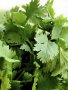 Coriander Slowbolt Seed - 100 G Raw Seed