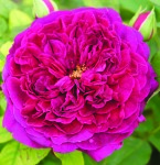 Munstead Wood Rose 5LT