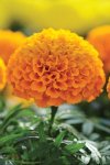 Marigold F1 Taishan Orange Seed - 500 De-tailed Seed