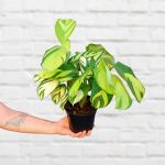 Calathea - Golden Mosaic - 14CM Nursery Pot