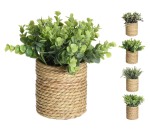 Plant In Roped Pot H14CM