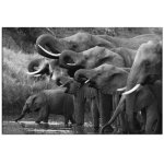 Elephants At The Waterhole Wall Art Photography Print On Canvas 813 X 1220