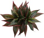 Artificial Agave Fake Plants Red 2 Pack 10 Inches Faux Shrubs Flowers Grass Plant For Wedding Party Office Indoor Outdoor Home Y