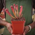 Trumpet Pitcher Sarracenia Voldemort - Dormant Plant. 7.5CM Plastic Container.