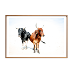 Nguni Together I Art Print - A3