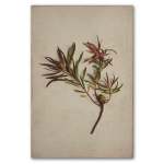 Fynbos 3 Art Print - A1 No Frame Print Only