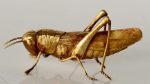 Gold Resin Locust – 11X23X12CM