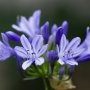 Agapanthus Bingo Blue Var. Andbin Pbr 15CM