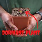 Venus Fly Trap 'low Giant' - Dormant Plant. 7.5CM Plastic Container.