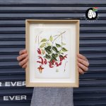 Framed Print - Lipstick Vine - A3 - Print Frame 42CM X 55CM