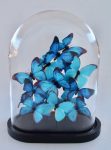 Glass Dome With Blue Butterflies 41X32X19CM