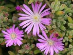 Drosanthemum Purple 6 Pack