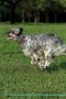 English Setter Affirmations Workbook English Setter Presents - Positive And Loving Affirmations Workbook. Includes: Mentoring Questions Guidance Supporting You.   Paperback