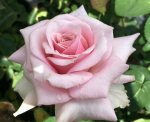 Hilly & Cecilio Hybrid Tea Rose 5LT