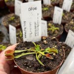 Venus Fly Trap 'dcxl X Up Giant.' Special Import. - Dormant Plant. 12CM Plastic Container.
