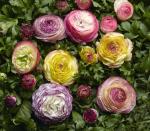 Ranunculus Mache Vanilla Rose Bicolour Seed - 250 Pelleted Seed